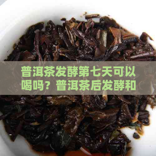 普洱茶发酵第七天可以喝吗？普洱茶后发酵和不发酵哪个好？