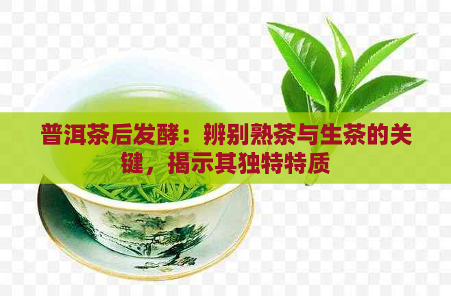 普洱茶后发酵：辨别熟茶与生茶的关键，揭示其独特特质