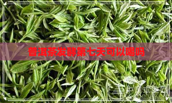 普洱茶发酵第七天可以喝吗