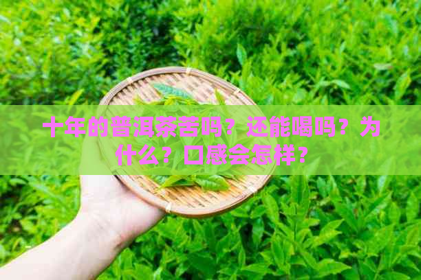 十年的普洱茶苦吗？还能喝吗？为什么？口感会怎样？