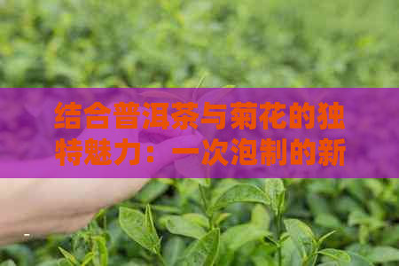 结合普洱茶与菊花的独特魅力：一次泡制的新体验，揭示其效果与药理作用