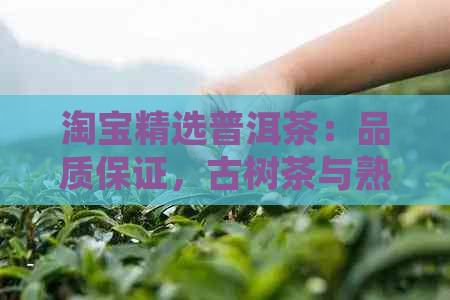 淘宝精选普洱茶：品质保证，古树茶与熟茶双重体验