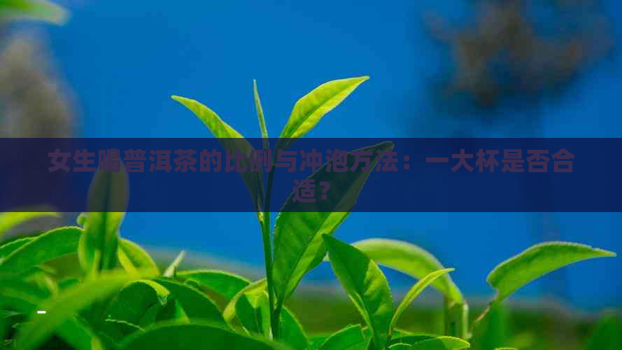 女生喝普洱茶的比例与冲泡方法：一大杯是否合适？