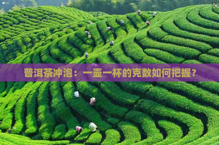 普洱茶冲泡：一壶一杯的克数如何把握？