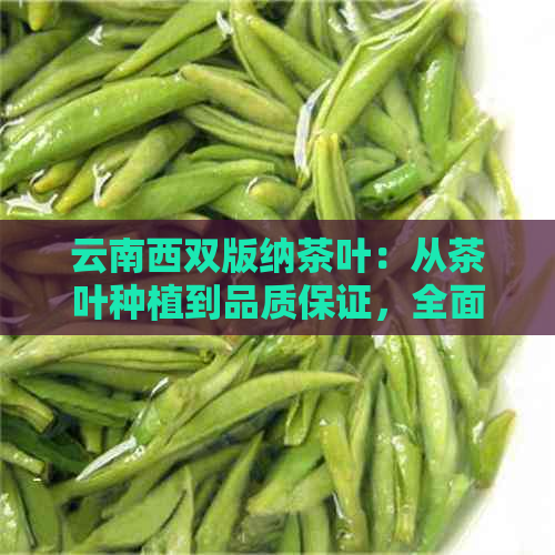 云南西双版纳茶叶：从茶叶种植到品质保证，全面解答您的疑问与需求