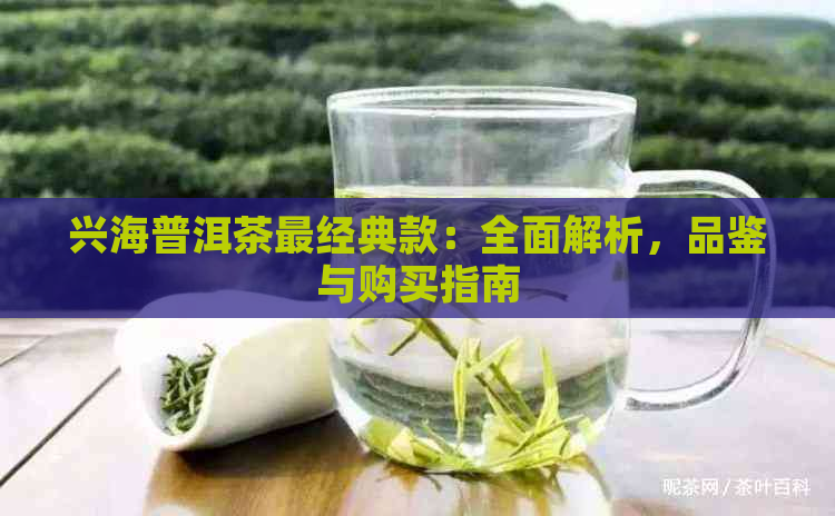 兴海普洱茶最经典款：全面解析，品鉴与购买指南