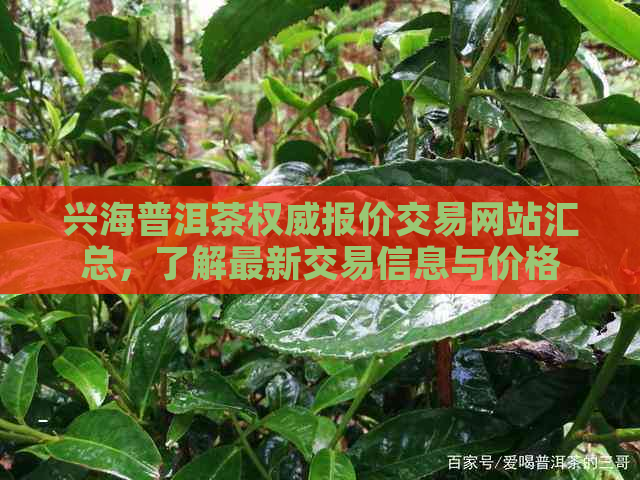 兴海普洱茶权威报价交易网站汇总，了解最新交易信息与价格