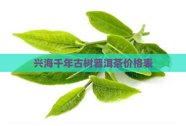 兴海千年古树普洱茶价格表