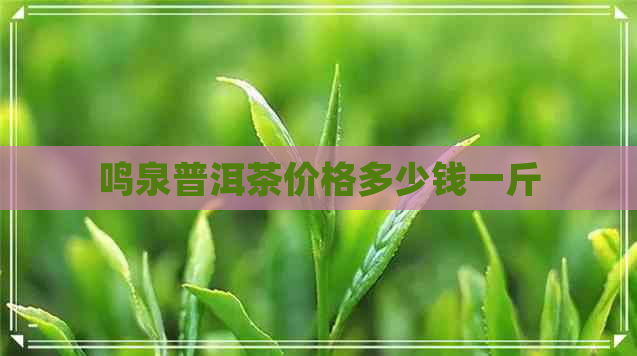 鸣泉普洱茶价格多少钱一斤