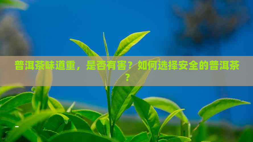 普洱茶味道重，是否有害？如何选择安全的普洱茶？