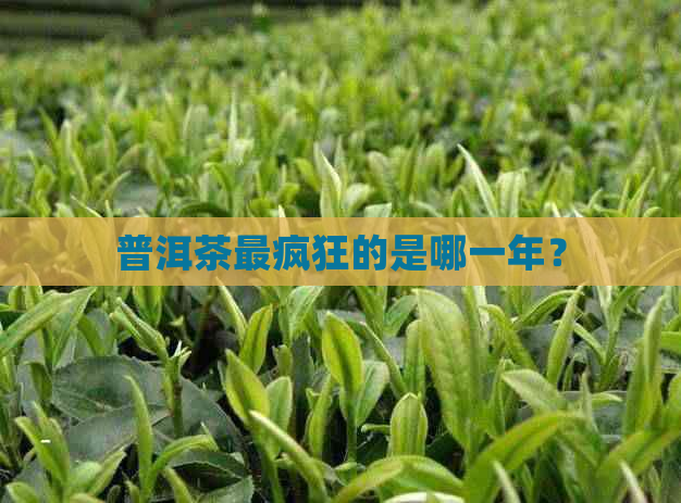 普洱茶最疯狂的是哪一年？