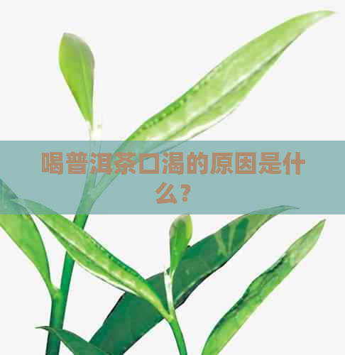 喝普洱茶口渴的原因是什么？