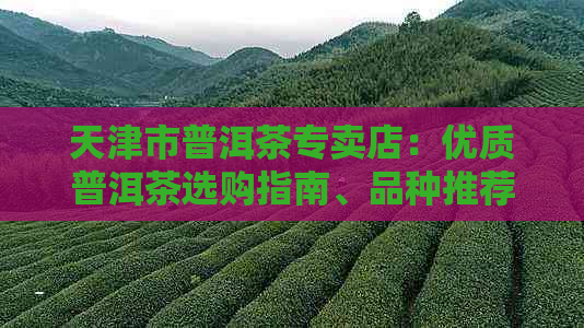 天津市普洱茶专卖店：优质普洱茶选购指南、品种推荐与茶叶冲泡技巧