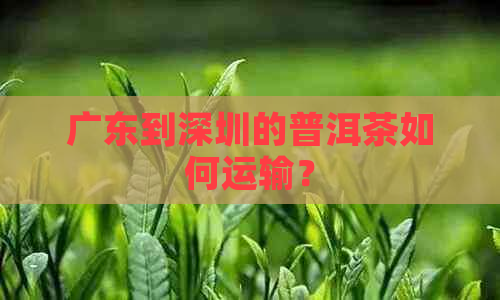 广东到深圳的普洱茶如何运输？