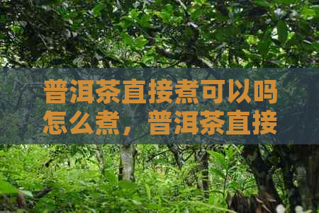 普洱茶直接煮可以吗怎么煮，普洱茶直接煮可以吗有吗，普洱茶能直接煮吗？