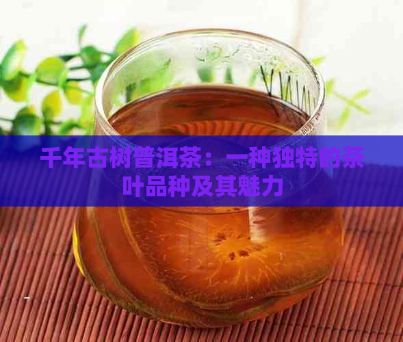 千年古树普洱茶：一种独特的茶叶品种及其魅力