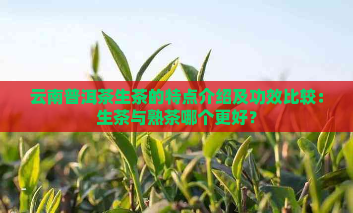 云南普洱茶生茶的特点介绍及功效比较：生茶与熟茶哪个更好？