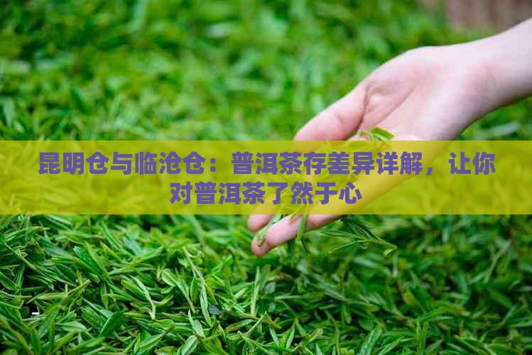 昆明仓与临沧仓：普洱茶存差异详解，让你对普洱茶了然于心