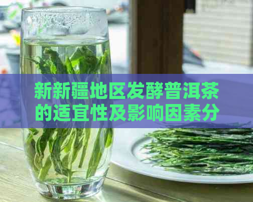 新新疆地区发酵普洱茶的适宜性及影响因素分析