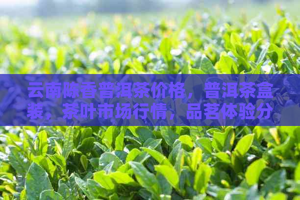 云南陈香普洱茶价格，普洱茶盒装，茶叶市场行情，品茗体验分享