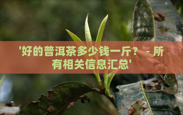 '好的普洱茶多少钱一斤？ - 所有相关信息汇总'