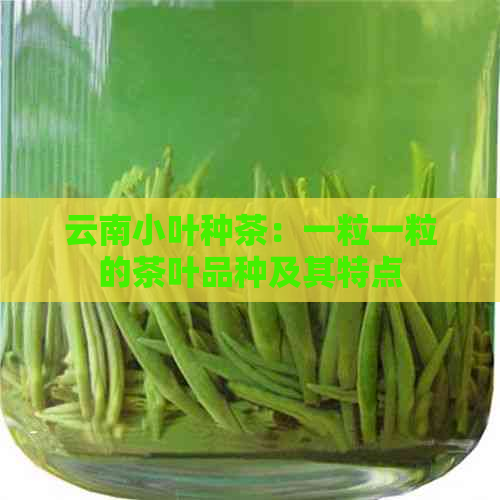 云南小叶种茶：一粒一粒的茶叶品种及其特点