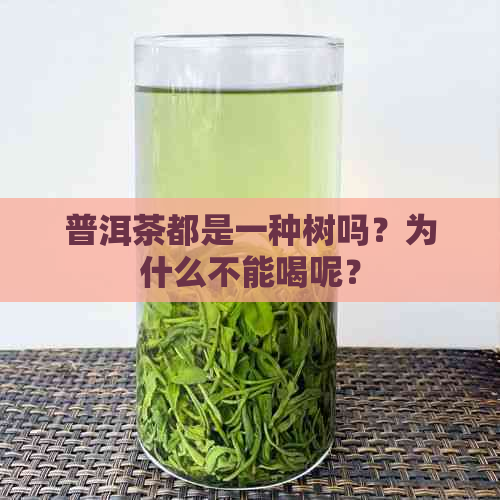 普洱茶都是一种树吗？为什么不能喝呢？