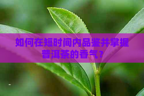 如何在短时间内品鉴并掌握普洱茶的香气？