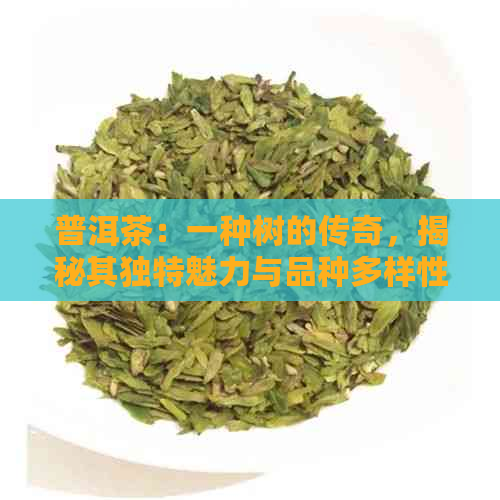 普洱茶：一种树的传奇，揭秘其独特魅力与品种多样性