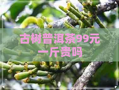 古树普洱茶99元一斤贵吗