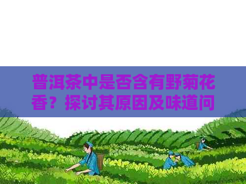 普洱茶中是否含有野菊花香？探讨其原因及味道问题