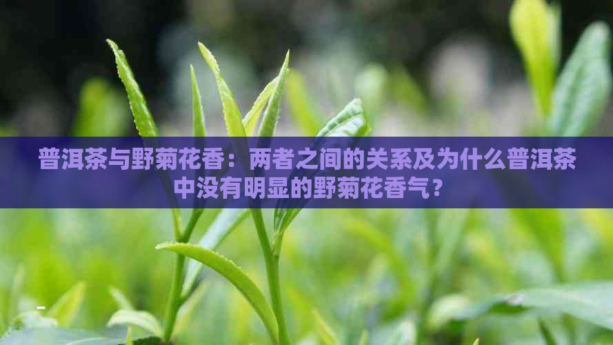 普洱茶与野菊花香：两者之间的关系及为什么普洱茶中没有明显的野菊花香气？