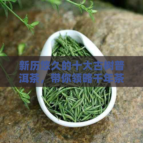 新历悠久的十大古树普洱茶，带你领略千年茶香的魅力