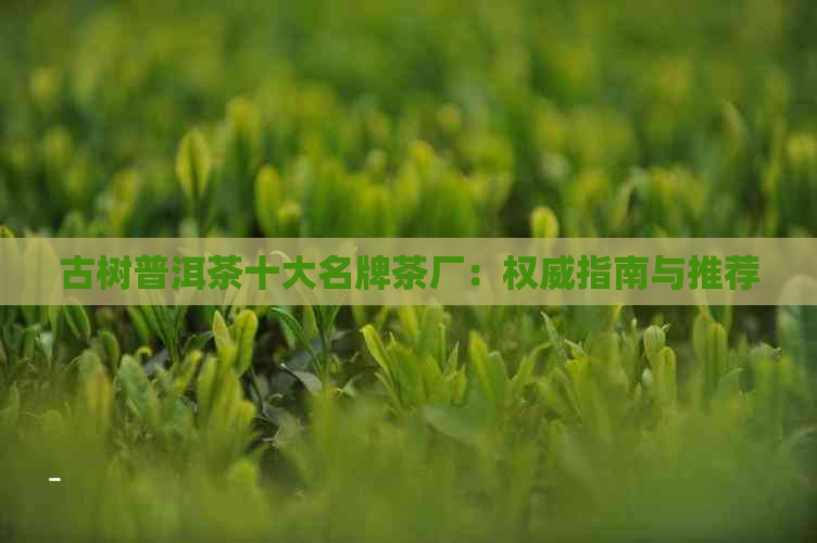 古树普洱茶十大名牌茶厂：权威指南与推荐