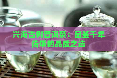 兴海古树普洱茶：品鉴千年传承的品质之选