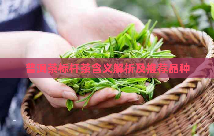 普洱茶标杆茶含义解析及推荐品种