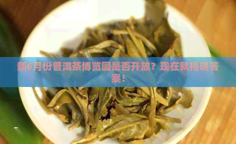 新6月份普洱茶博览园是否开放？现在就揭晓答案！