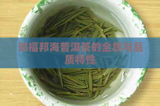 知福邦海普洱茶的全貌与品质特性