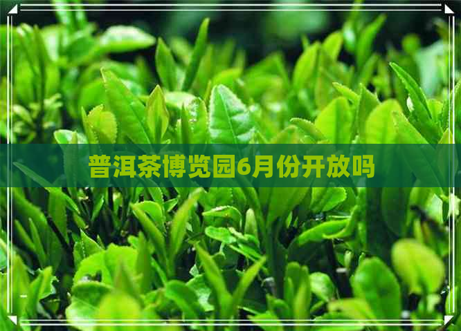 普洱茶博览园6月份开放吗