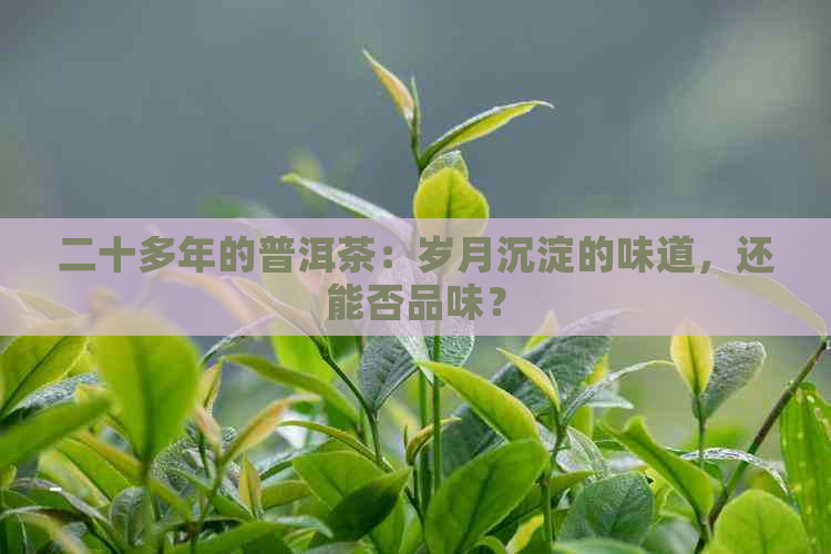 二十多年的普洱茶：岁月沉淀的味道，还能否品味？