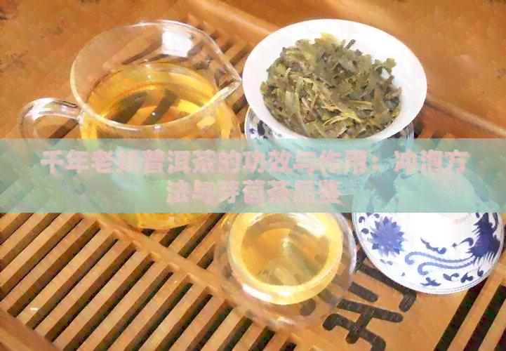 千年老妖普洱茶的功效与作用：冲泡方法与芽苞茶品鉴