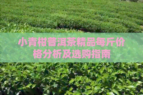 小青柑普洱茶精品每斤价格分析及选购指南