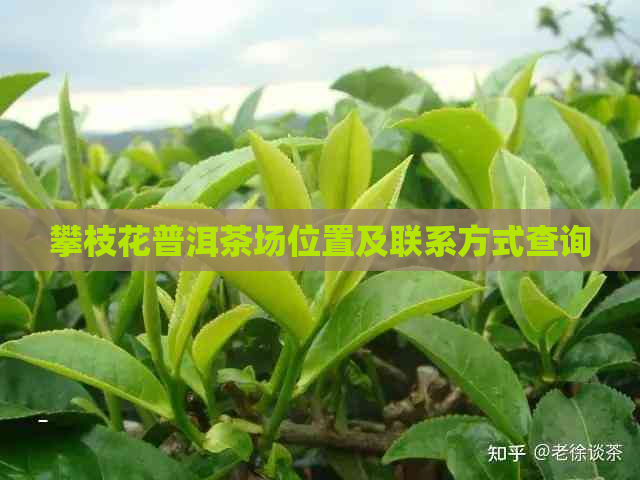 攀枝花普洱茶场位置及联系方式查询