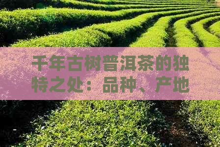 千年古树普洱茶的独特之处：品种、产地、制作工艺、口感和健益处详解