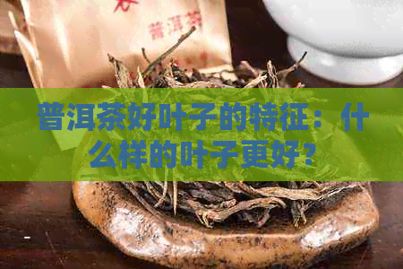 普洱茶好叶子的特征：什么样的叶子更好？