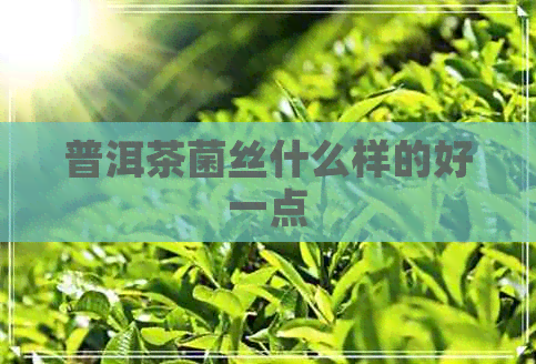 普洱茶菌丝什么样的好一点