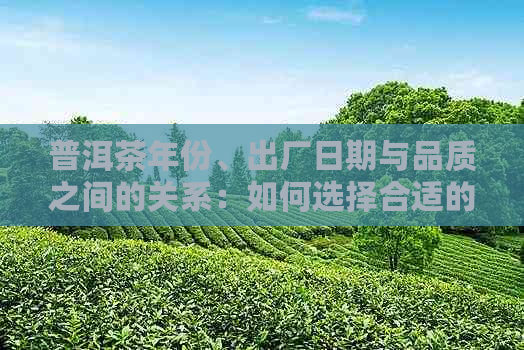 普洱茶年份、出厂日期与品质之间的关系：如何选择合适的年份普洱茶？