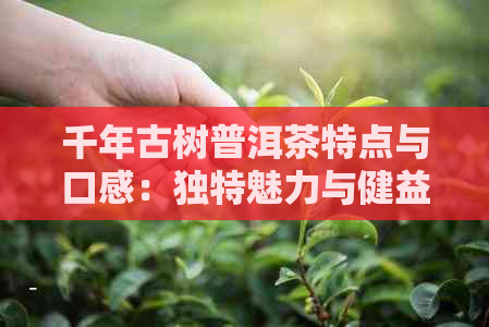 千年古树普洱茶特点与口感：独特魅力与健益处详解