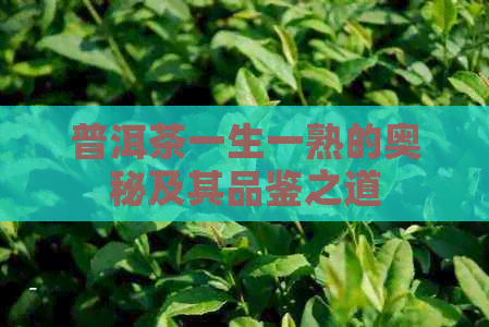 普洱茶一生一熟的奥秘及其品鉴之道