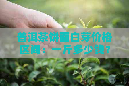 普洱茶饼面白芽价格区间：一斤多少钱？购买时应注意哪些因素？